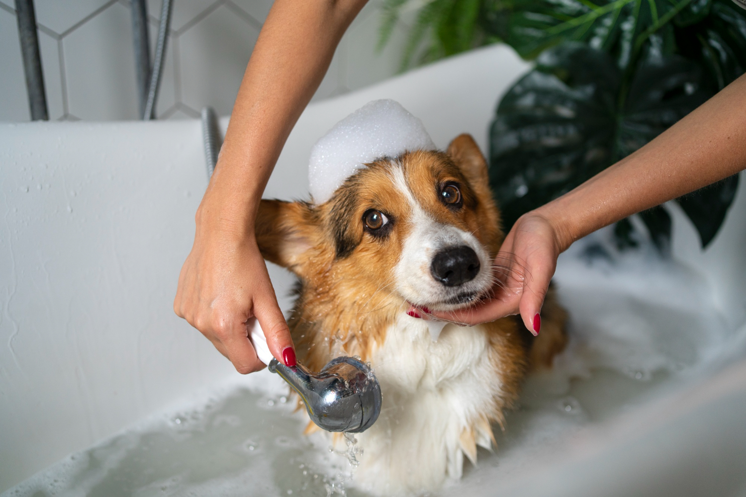 Toilettage chien à Mayenne